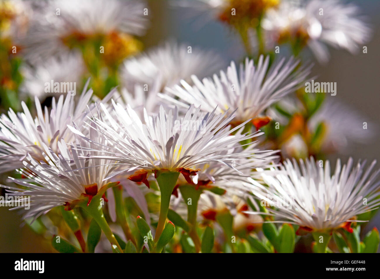 succulent plant flowers Stock Photo