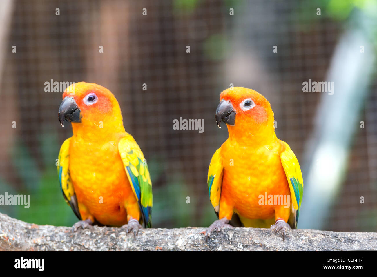 Lovely sun conure parrot birds on the perch. Pair of colorful sun conure parrot birds interacting. Stock Photo