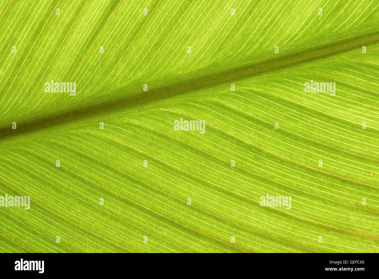 Vein structure leaf hi-res stock photography and images - Alamy
