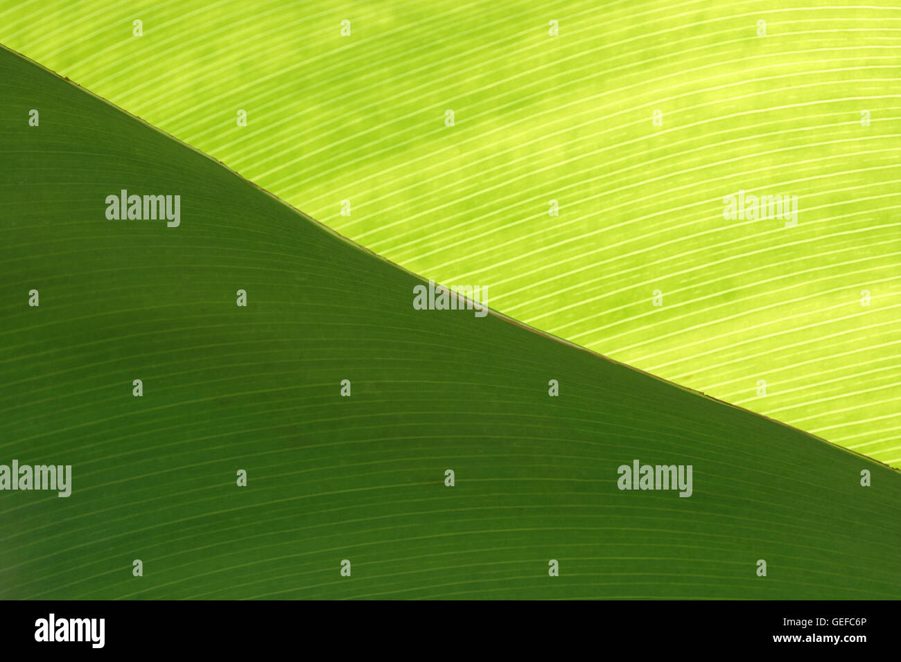 Leaf vein structure hi-res stock photography and images - Alamy
