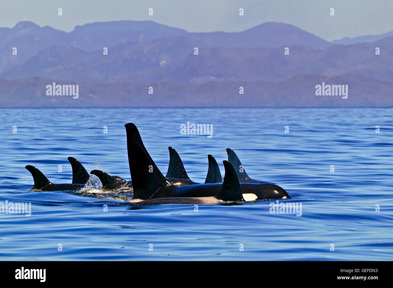 Zoology / animals, mammal / mammalian, Family pod of northern resident fish eating orca whales (killer whales, Orcinus orca) resting in a resting line in Queen Charlotte Strait with the British Columbia Coast Mountains in the background, on a clear blue s Stock Photo