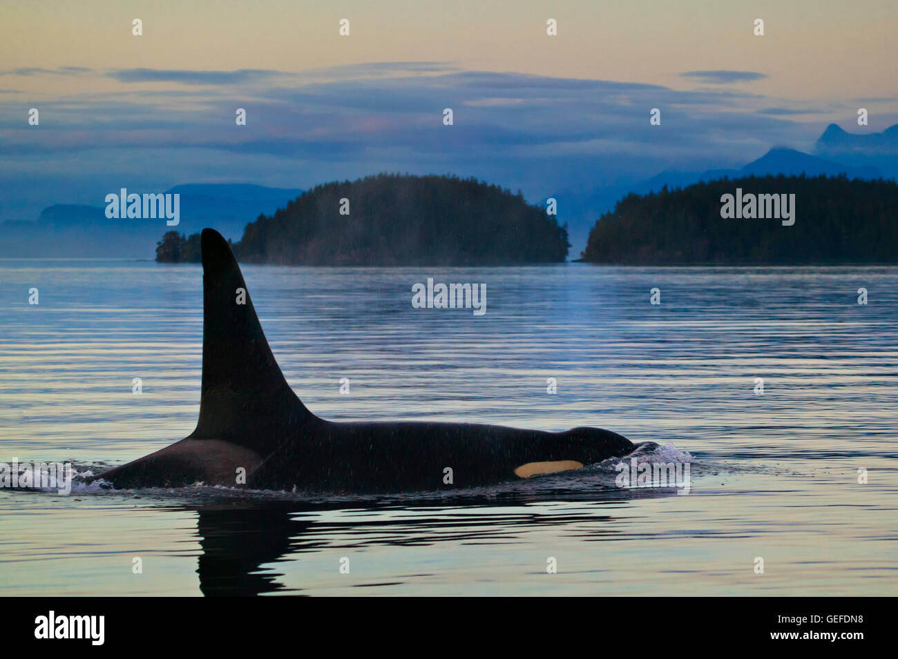 Zoology / animals, mammal / mammalian, Male northern resident, fish eating orca whale (killer whale) off Northern Vancouver Island coastline, British Columbia, Canada, Stock Photo