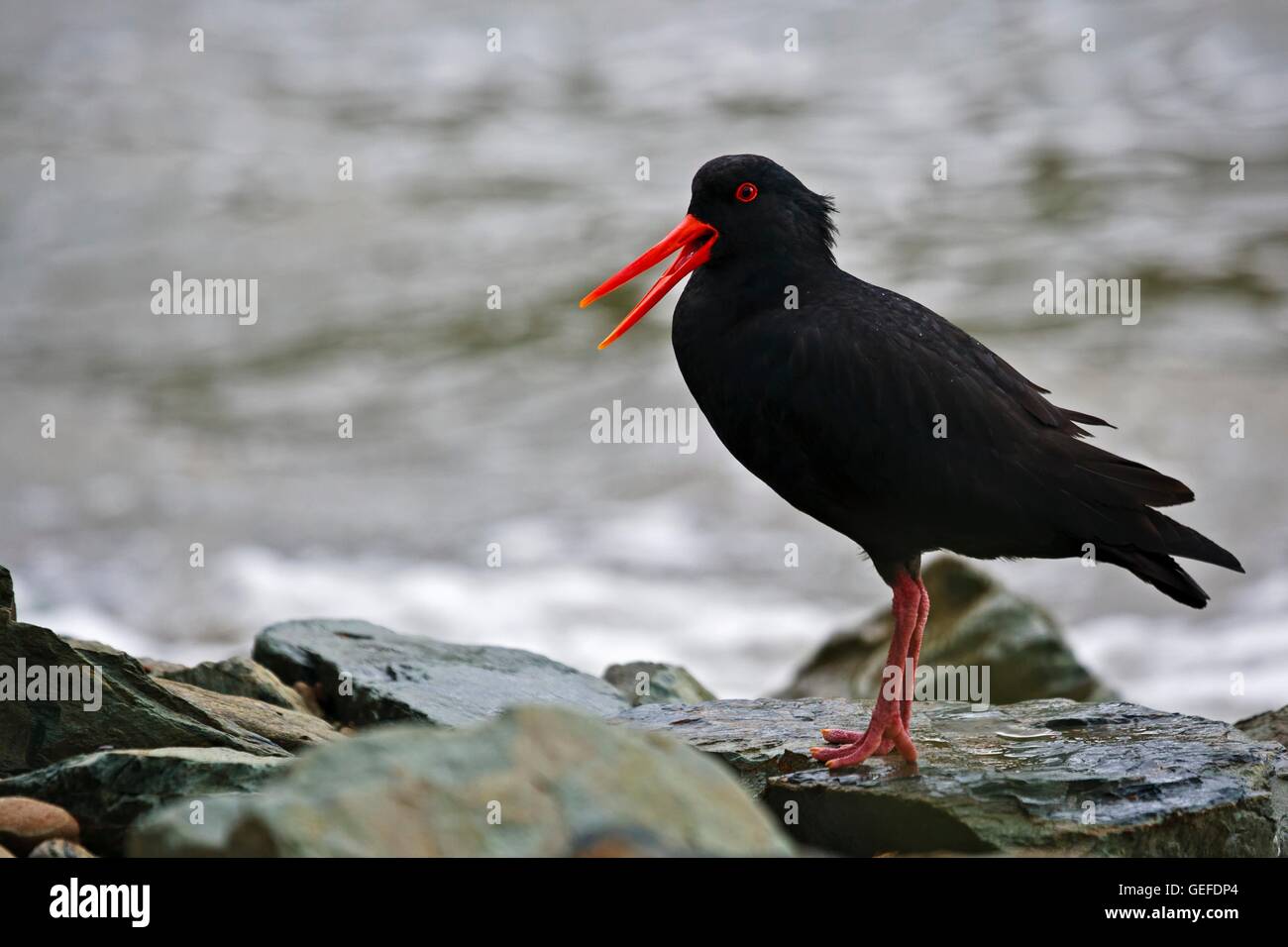 Zoology / animals, avian / birds, New Zealand, South Island, Variable