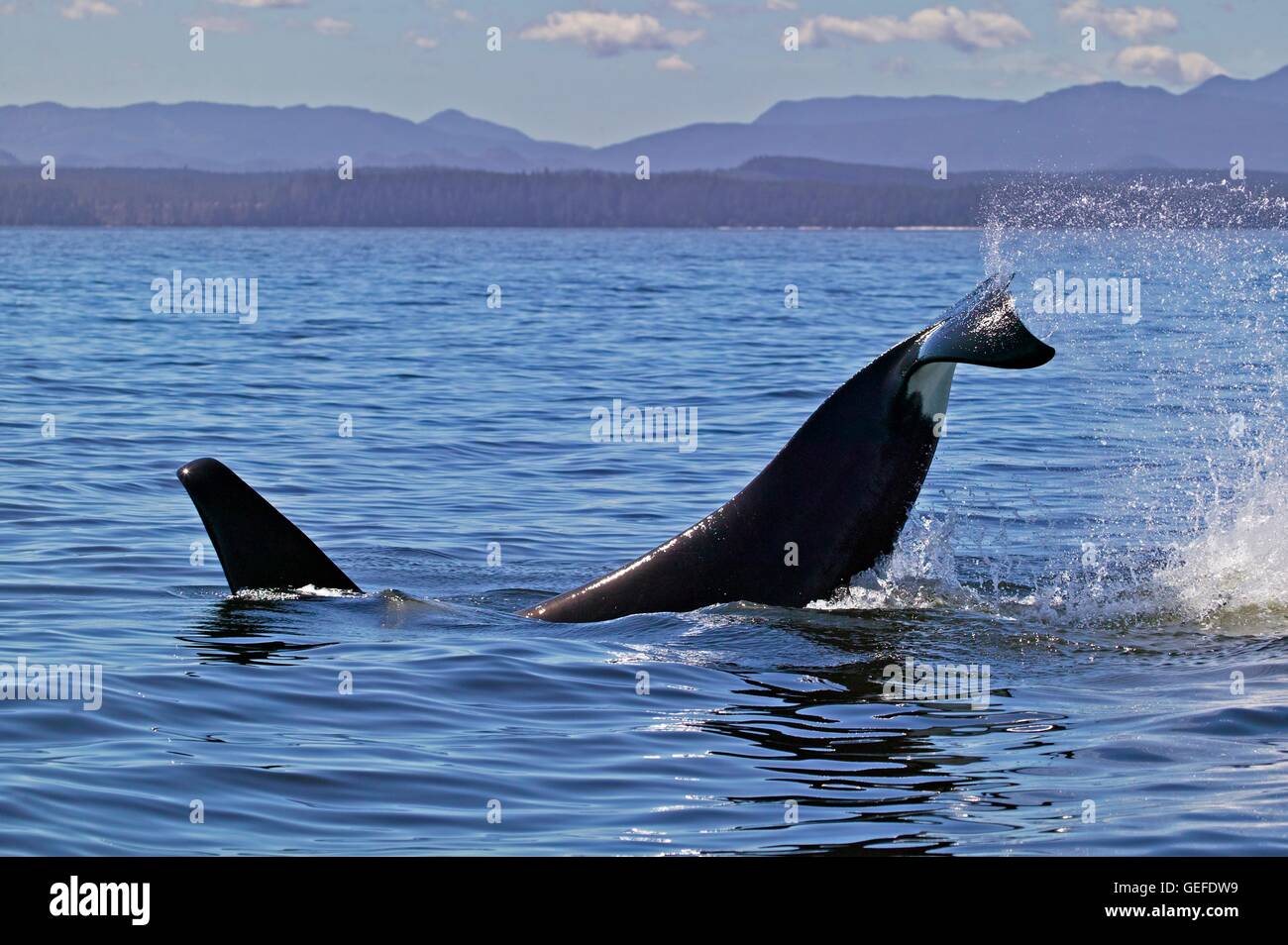 Zoology / animals, mammal / mammalian, Northern resident fish eating orca whale (killer whale) splashing his tail off the Northern Vancouver Island coast, near Port Hardy, British Columbia, Canada, Stock Photo