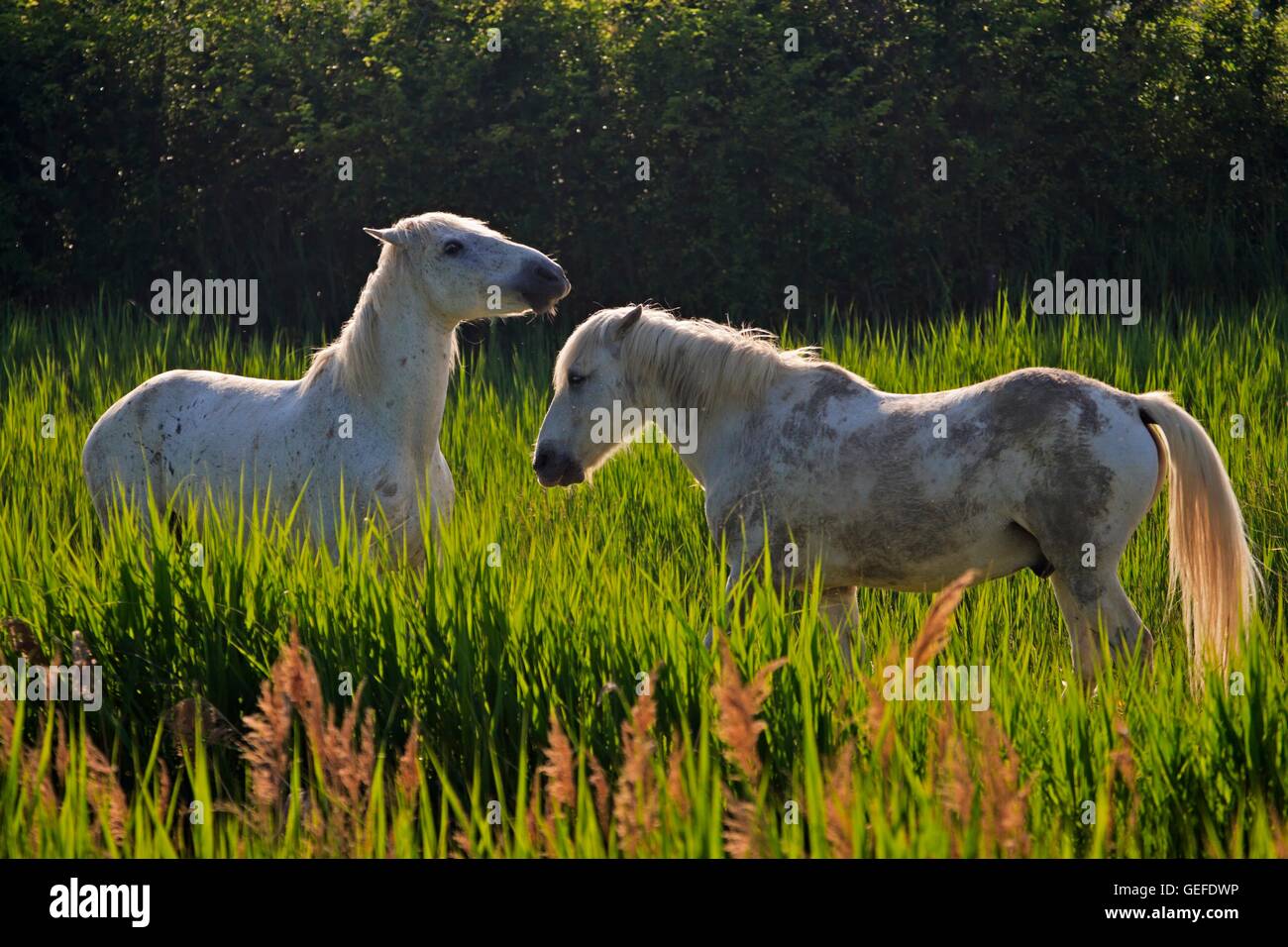Zoology Animals Mammal Mammalian Equus Stock Photos