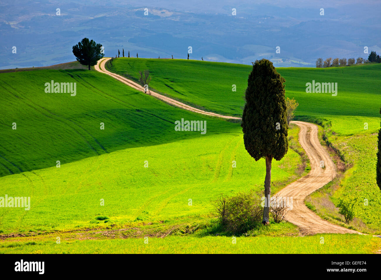 geography / travel, Italy, Tuscany, Cypress tree lined gravel road near the town of Pienza in the Province of Siena, Region of Tuscany, No-Exclusive-Use Stock Photo