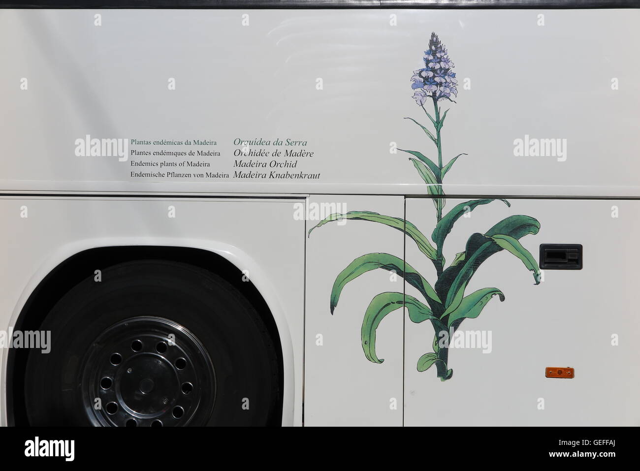 A tour bus on the island of Madeira decorated with pictures of the indigenous flora, local flowers, the Madeira Orchid Stock Photo
