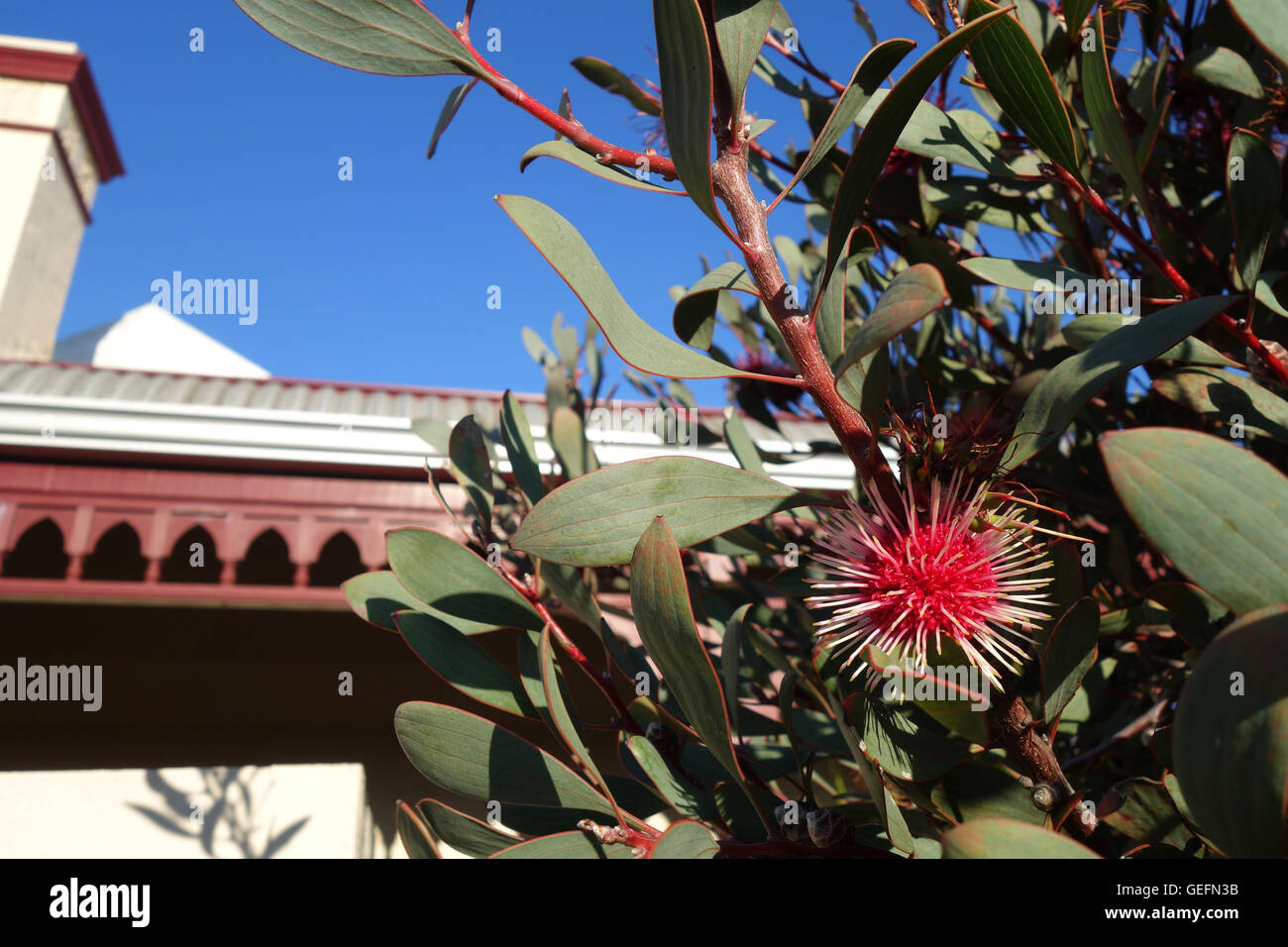 Pinchushion hakea (Hakea laurina) used as hedging at Mt Lawley home, Perth, Western Australia. No PR Stock Photo