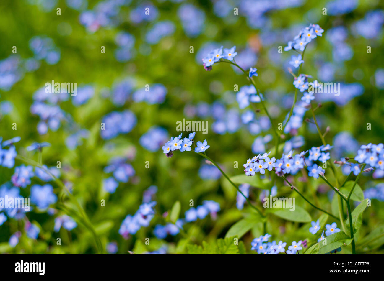 Blue flowers, garden, bokeh, flower sea, green background, plant