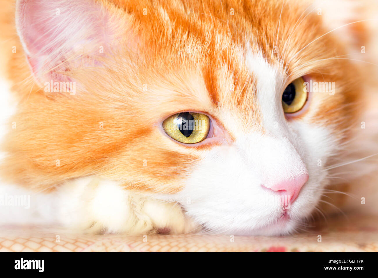 Nice pensive portrait of adult red cat Stock Photo