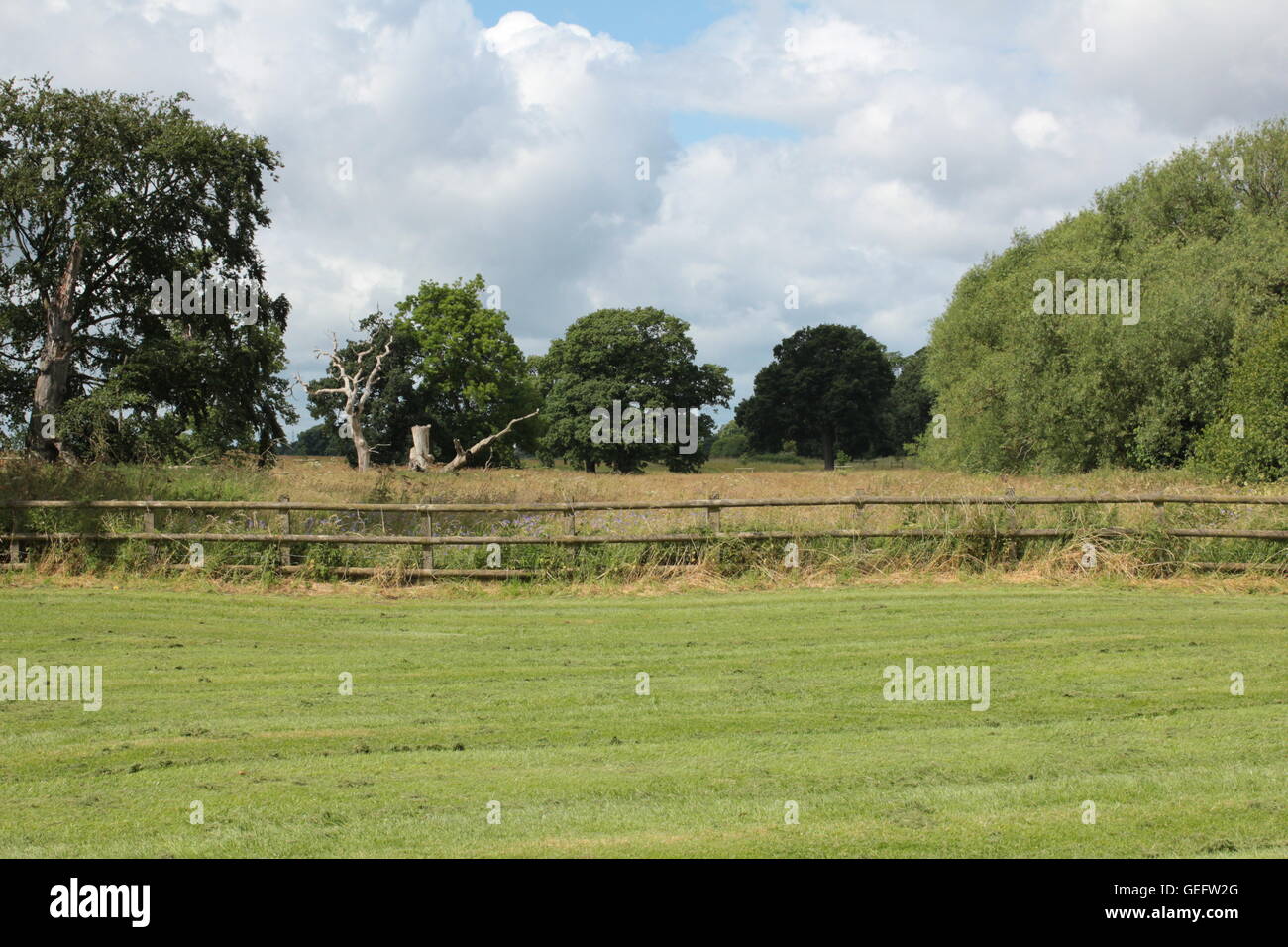 Woodland with grass and traditional fence Stock Photo - Alamy