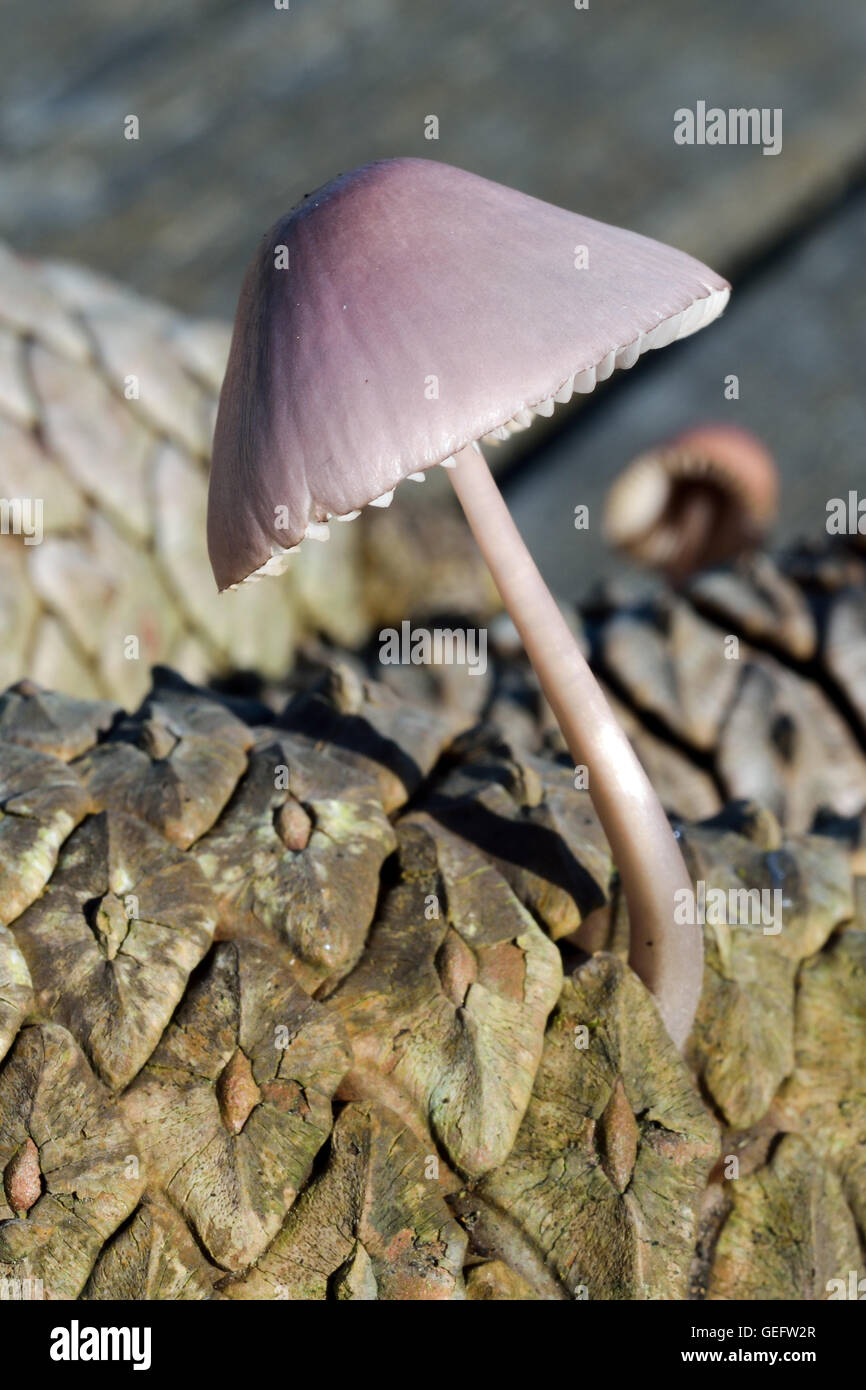 Mushroom, mycena Stock Photo