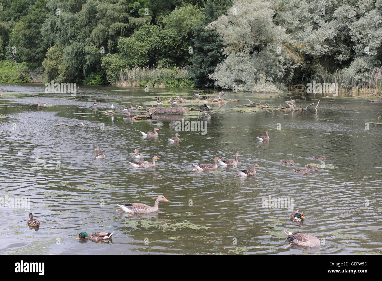 Wild Fowl Stock Photos & Wild Fowl Stock Images Alamy