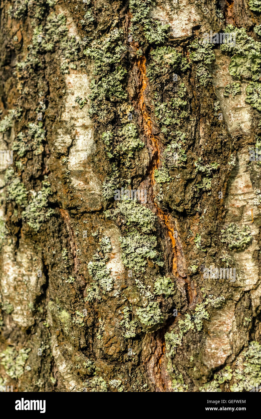 Multicolour bark of old tree at day Stock Photo