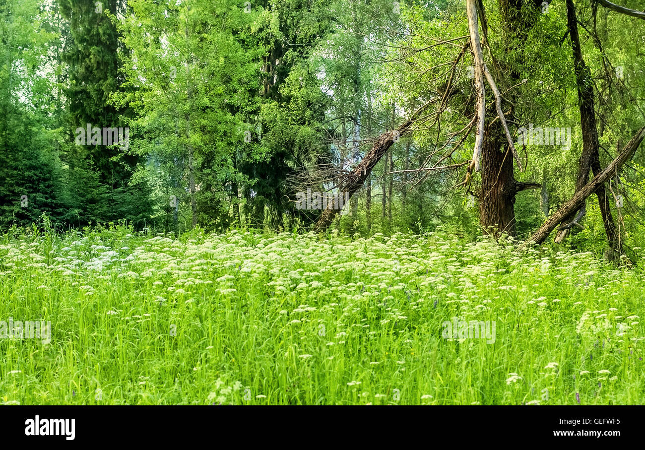 June in green forest, trees and field with grass Stock Photo