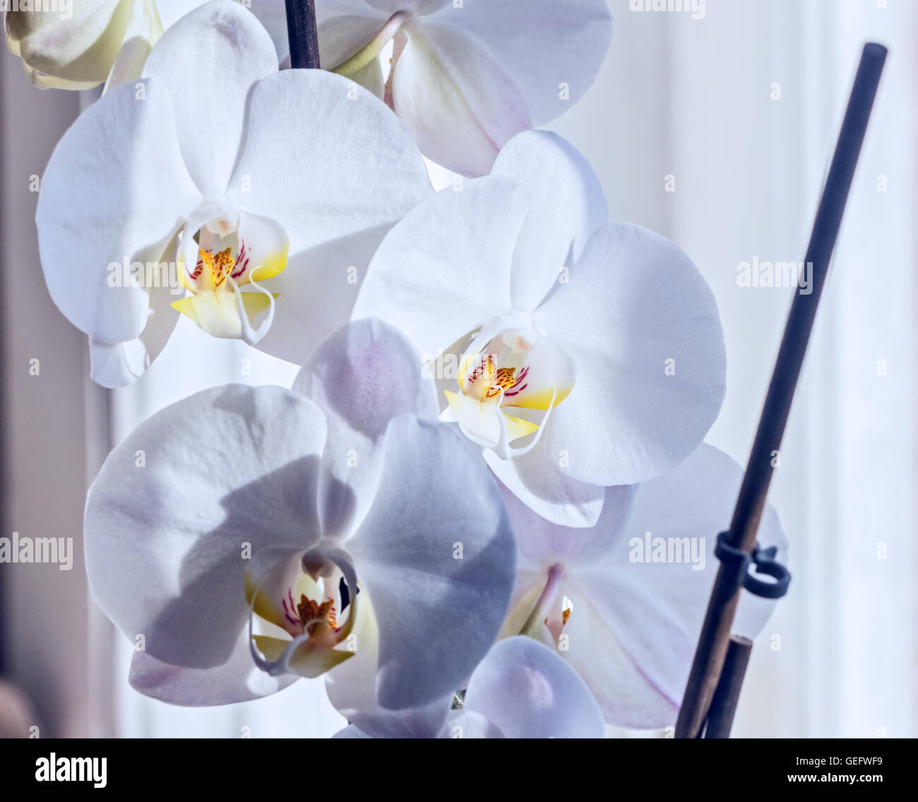 Nice white orchids blooming in light colours Stock Photo