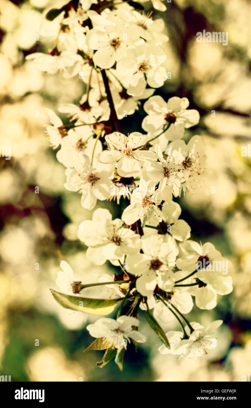 Fresh flowering branch of cherry at sunny day Stock Photo