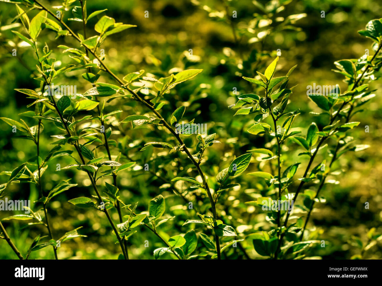 Nice spring green branches of bush at sunny day Stock Photo