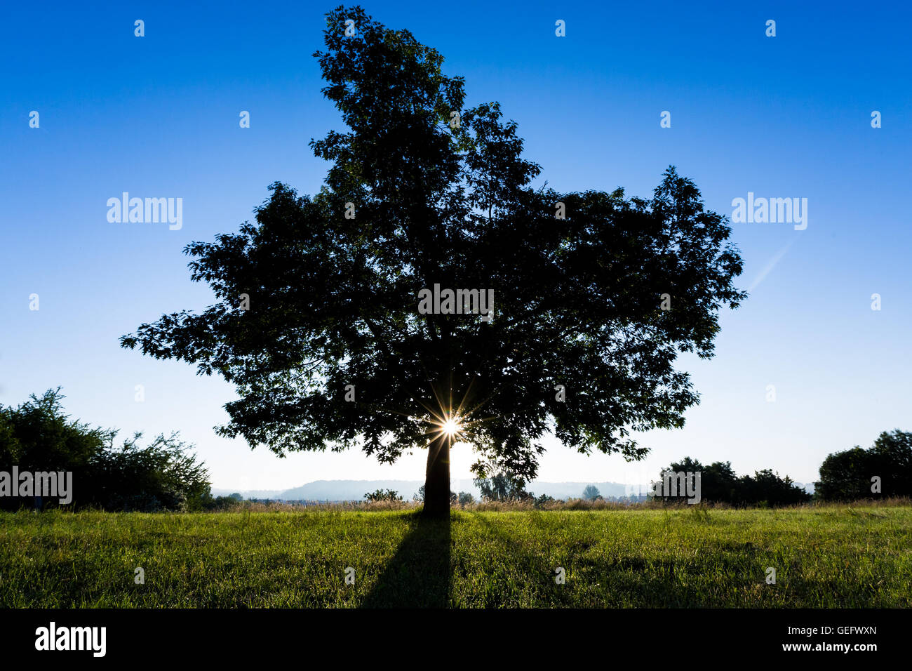 Tree in summer park during sunset or sunrise Stock Photo