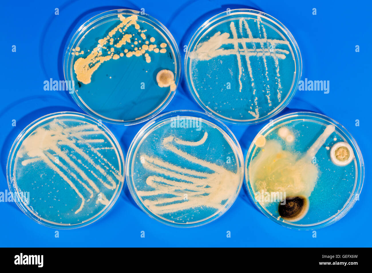 Petri dish with bacteria colonies Stock Photo Alamy