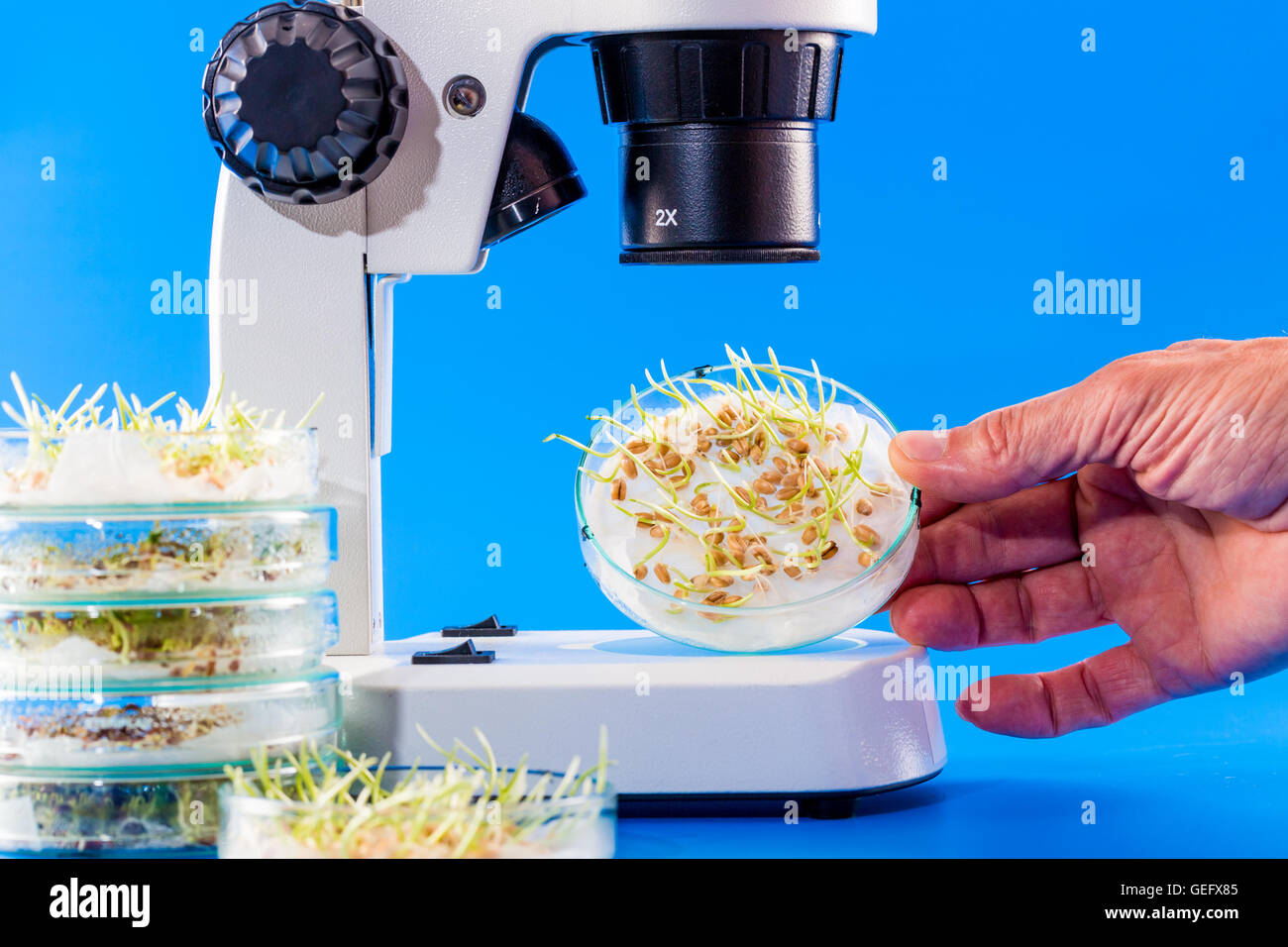 sprouts seeds in a Petri dish under a microscope Stock Photo