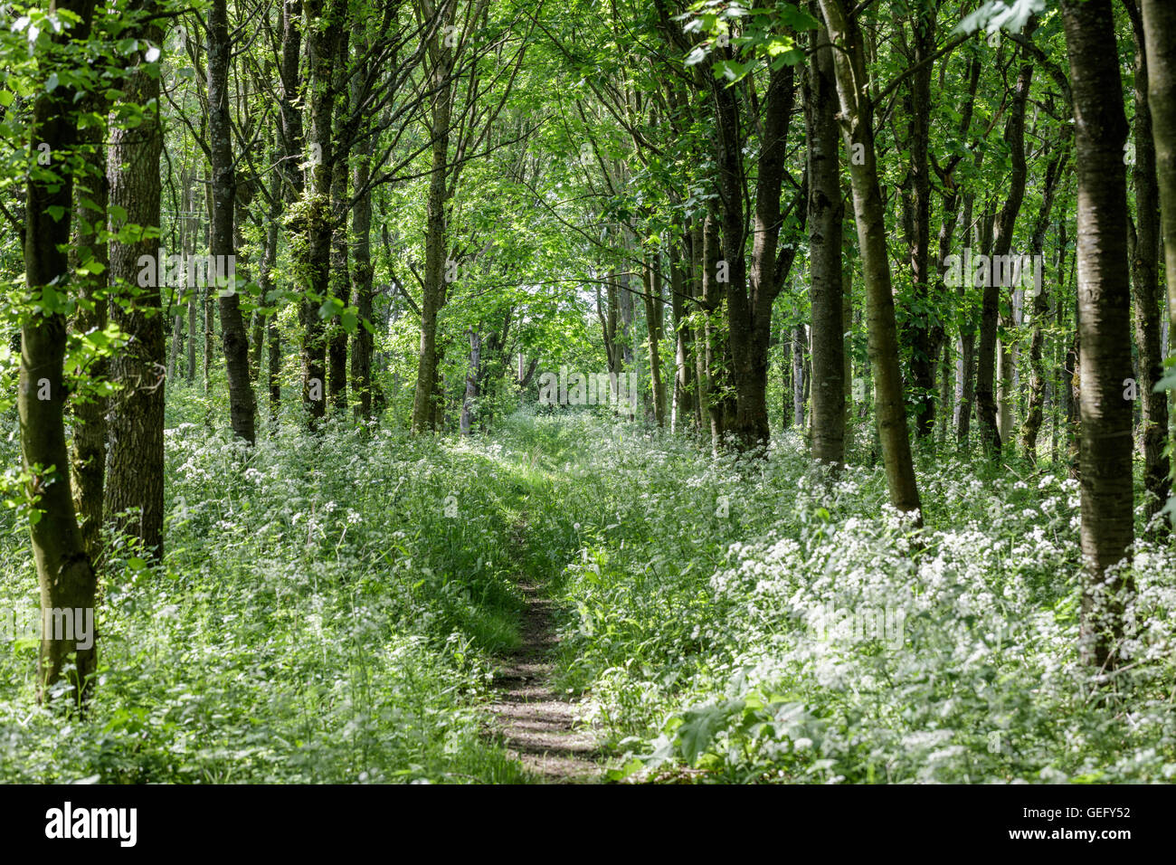 A footpath through a small wood with long grass and cow parsley growing next to the path. Stock Photo