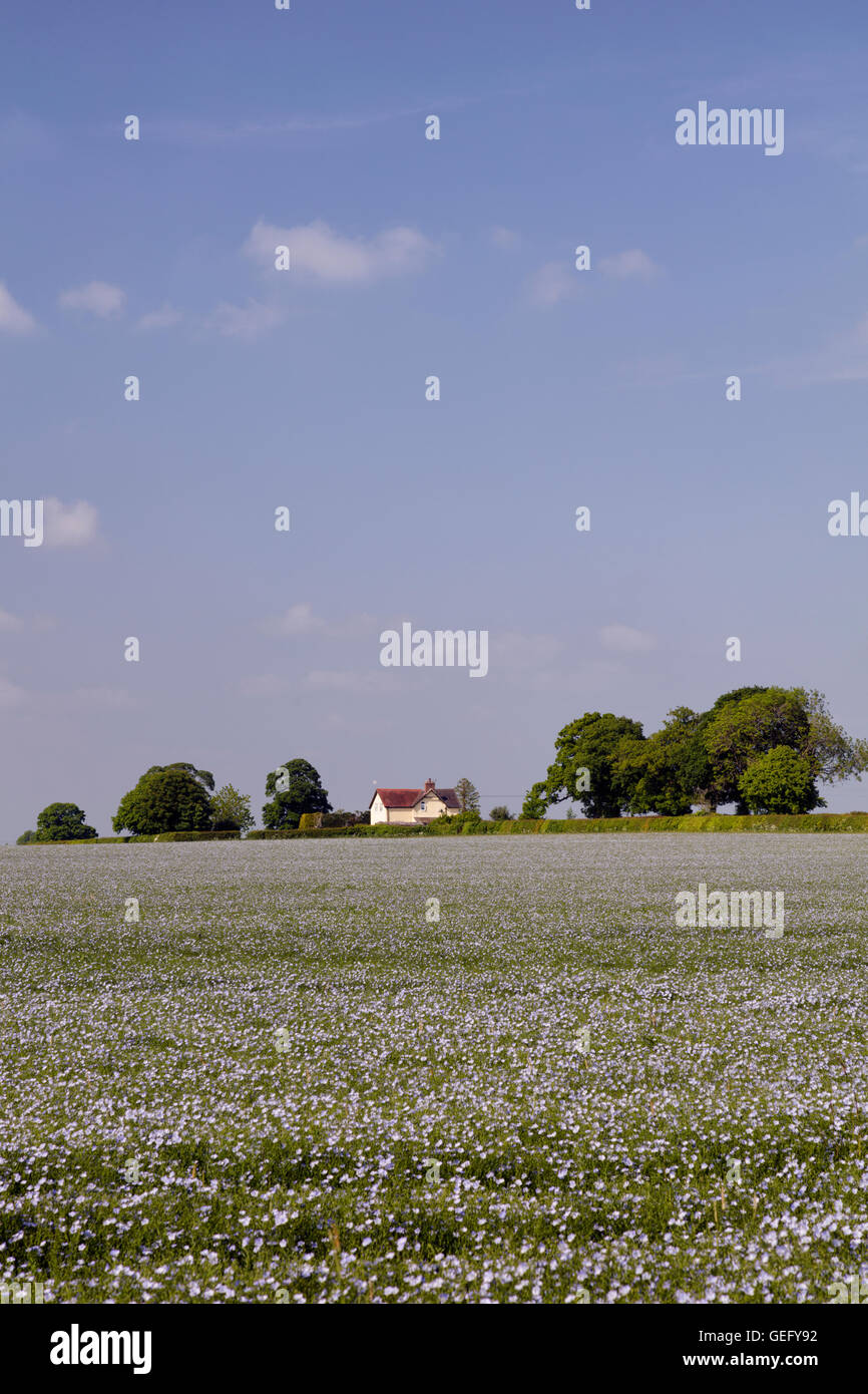 Linseed (flax) crop in field with a farmhouse and trees on the horizon. Stock Photo