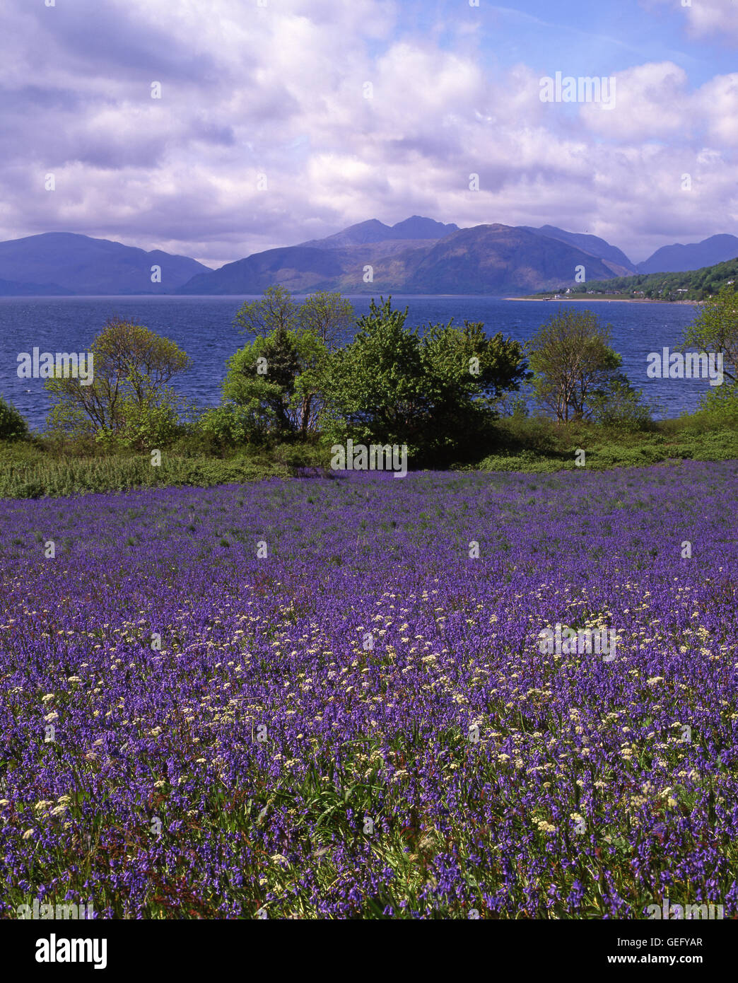 Bluebell field, Ballachulish, West Highlands. Stock Photo