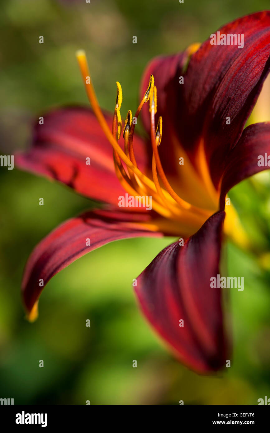 Deep red Day Lily flower (Hemerocallis) in close up. Stock Photo