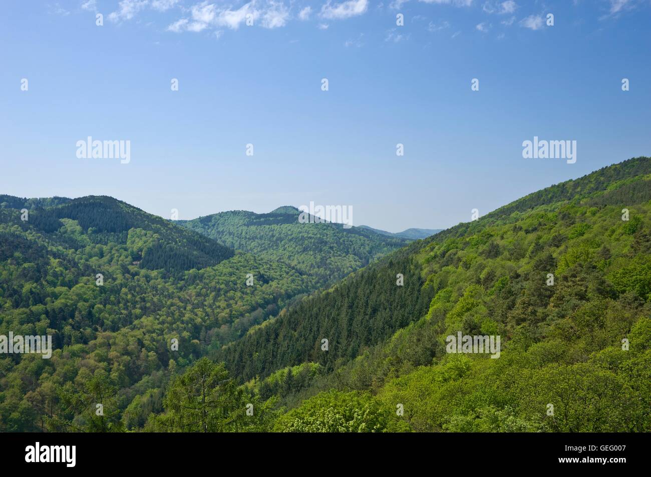 Palatinate Forest, Rhineland-Palatinate Stock Photo