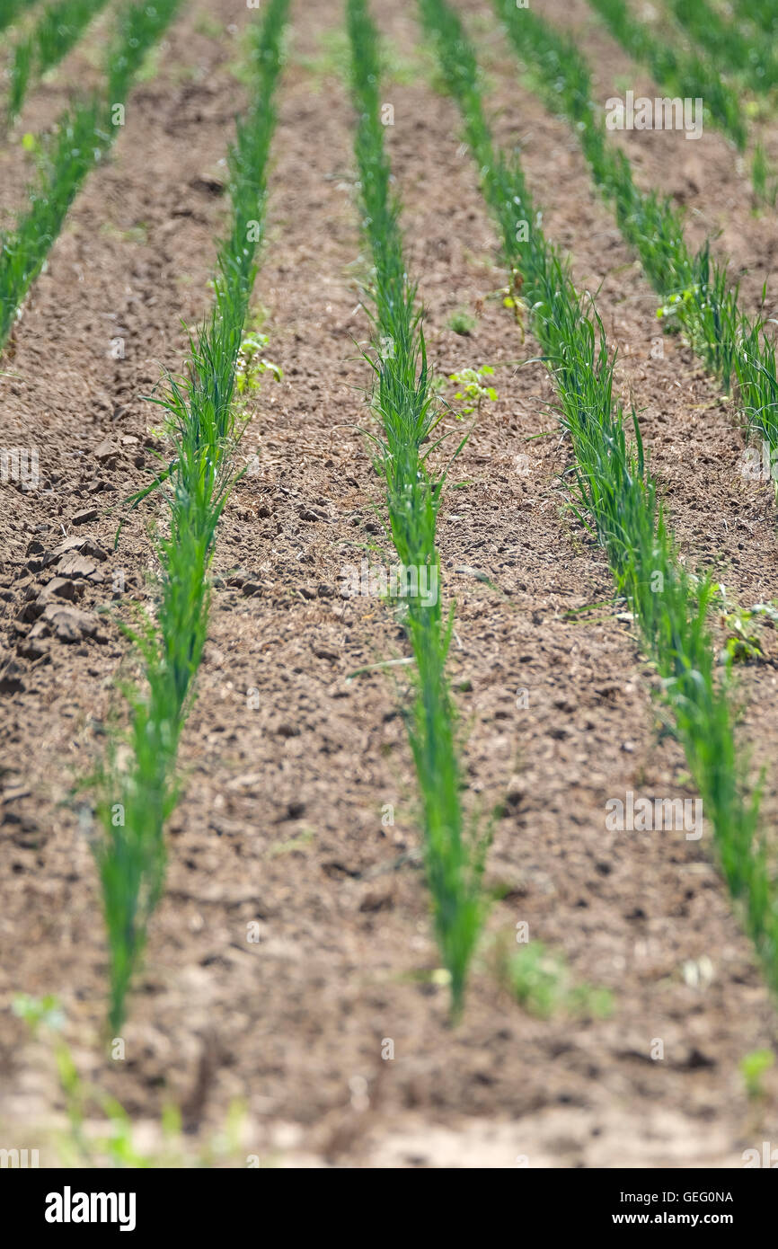 Crops growing in neat lines Stock Photo