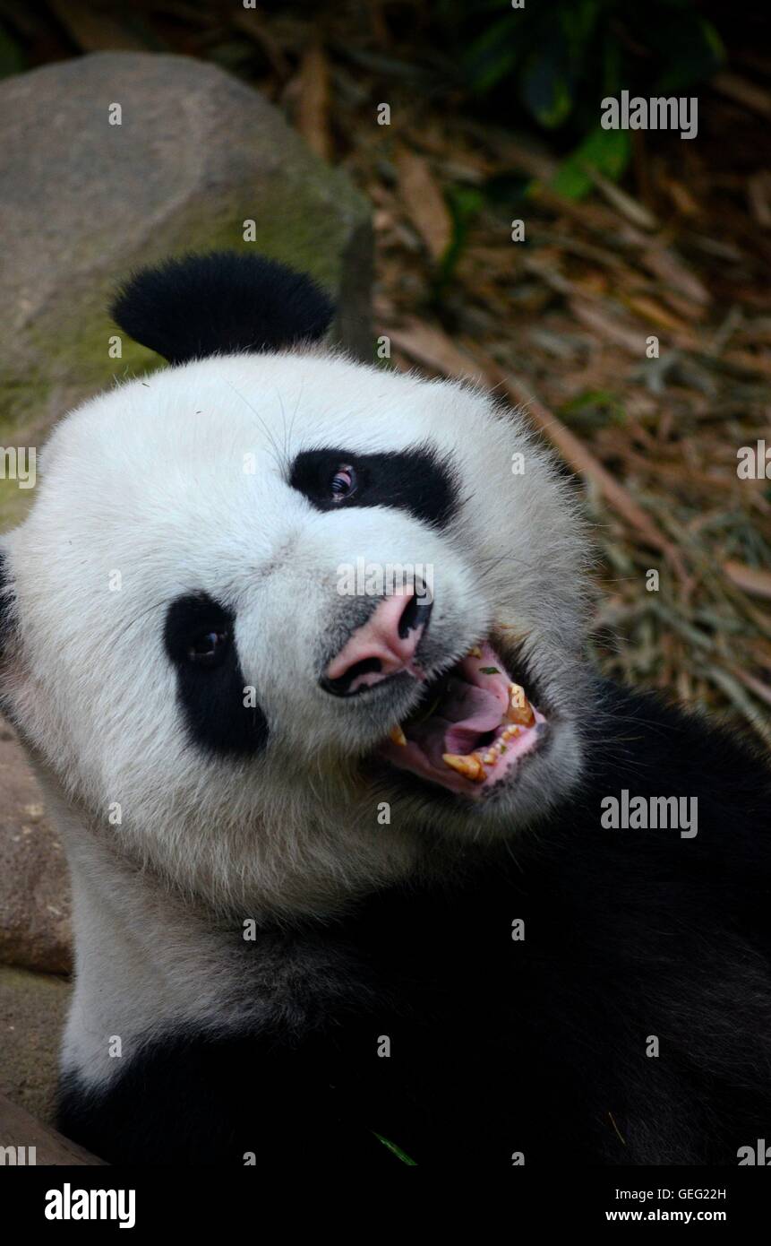 Black and white Panda bear growls and shows teeth while looking at camera Stock Photo