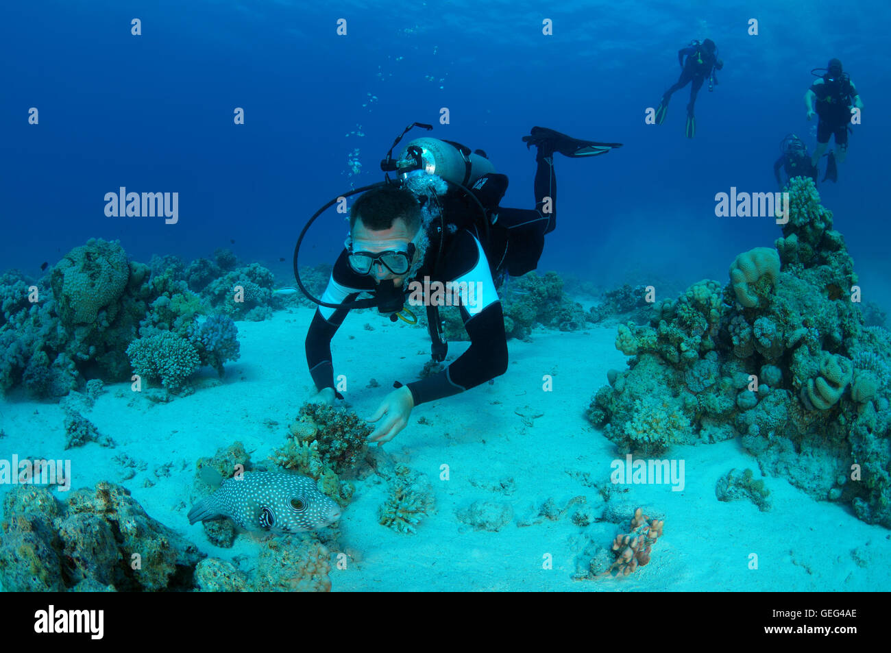 Male scuba diver with a White-spotted puffer (Arothron hispidus), Shark Yolanda reef, Ras Mohammed national park, Sinai Stock Photo