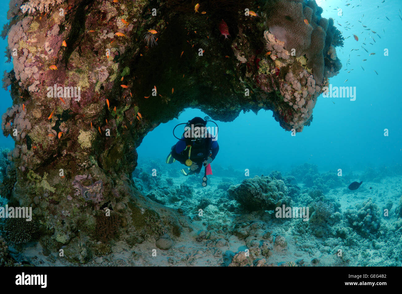 Female scuba diver with a coral reef, Coral pillars, Red sea, Egypt Stock Photo