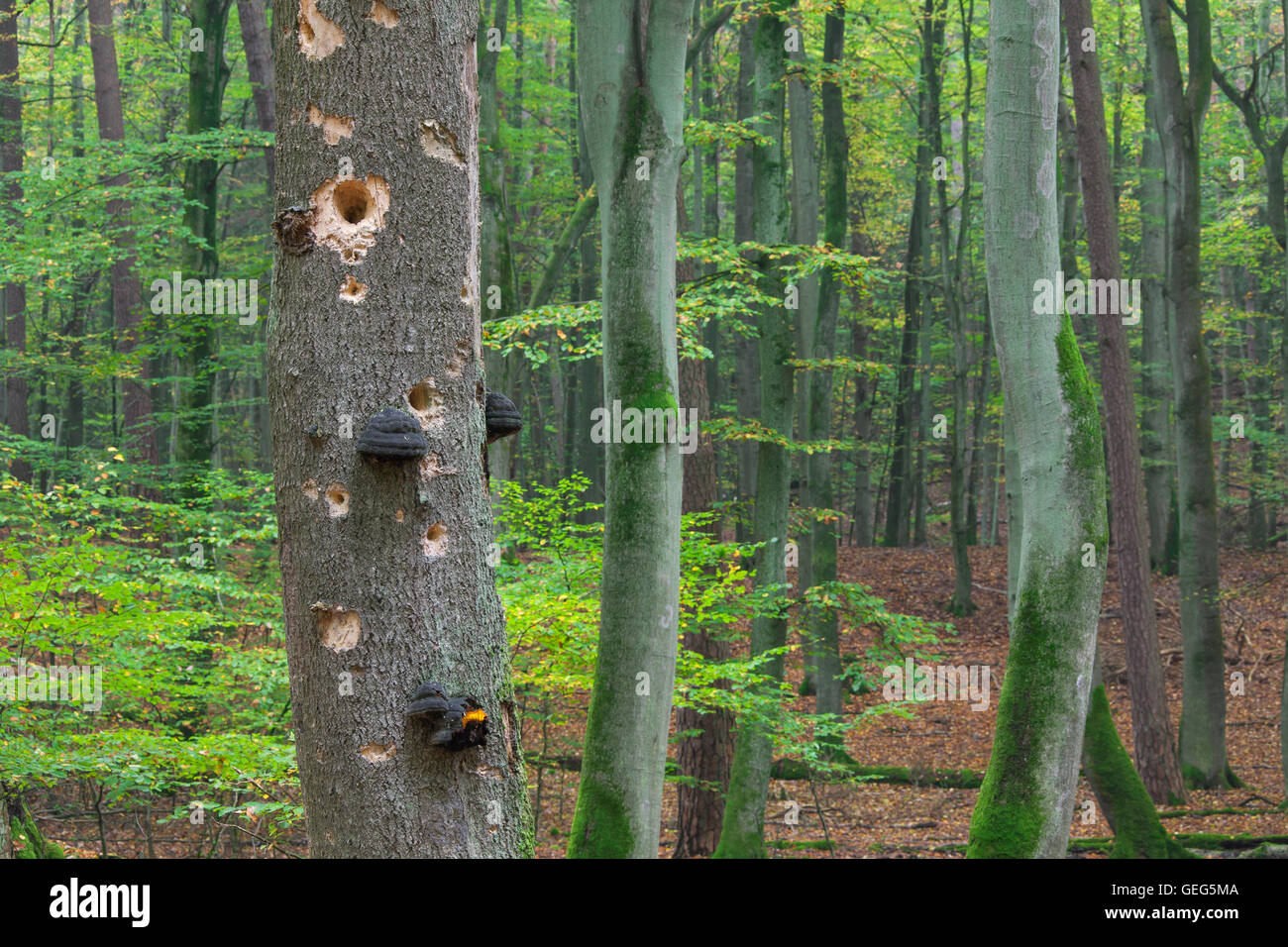 Woodpecker holes in tree trunk with fungal disease at beech forest in autumn Stock Photo