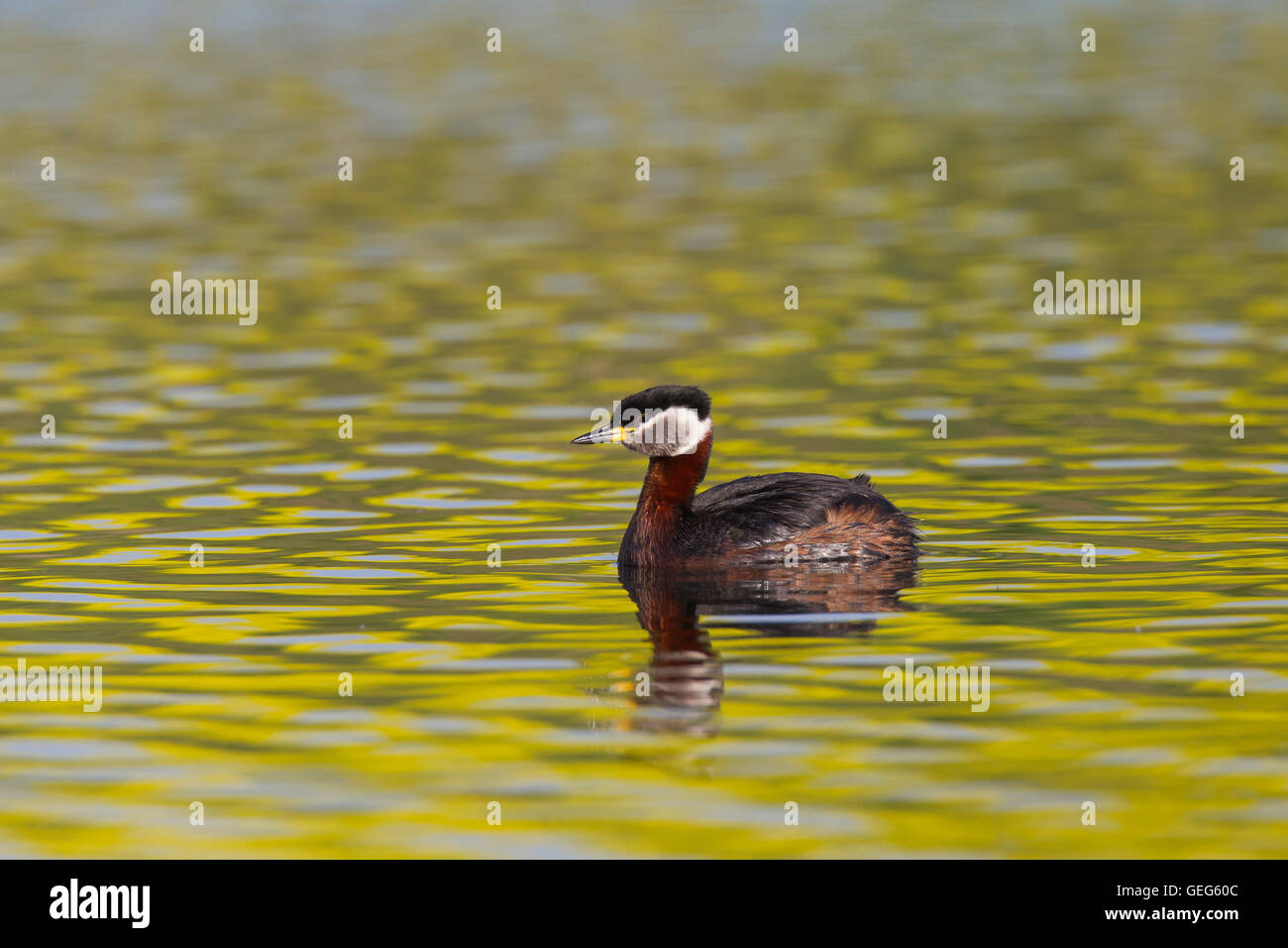Red-necked grebe (Podiceps grisegena) swimming in lake during the breeding season in spring Stock Photo