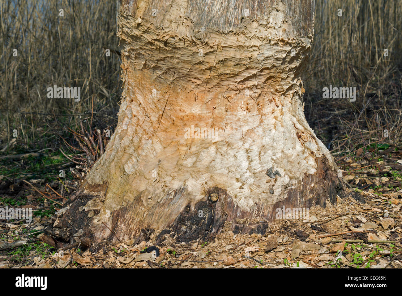 Thick tree trunk showing teeth marks from gnawing by Eurasian beaver (Castor fiber) Stock Photo