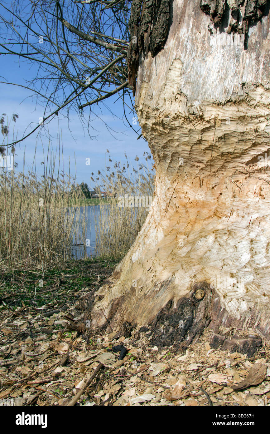 Thick tree trunk showing teeth marks from gnawing by Eurasian beaver (Castor fiber) along lake shore Stock Photo