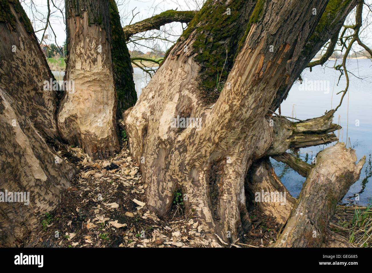 Tree trunks showing teeth marks from gnawing by Eurasian beaver (Castor fiber) along lake shore Stock Photo