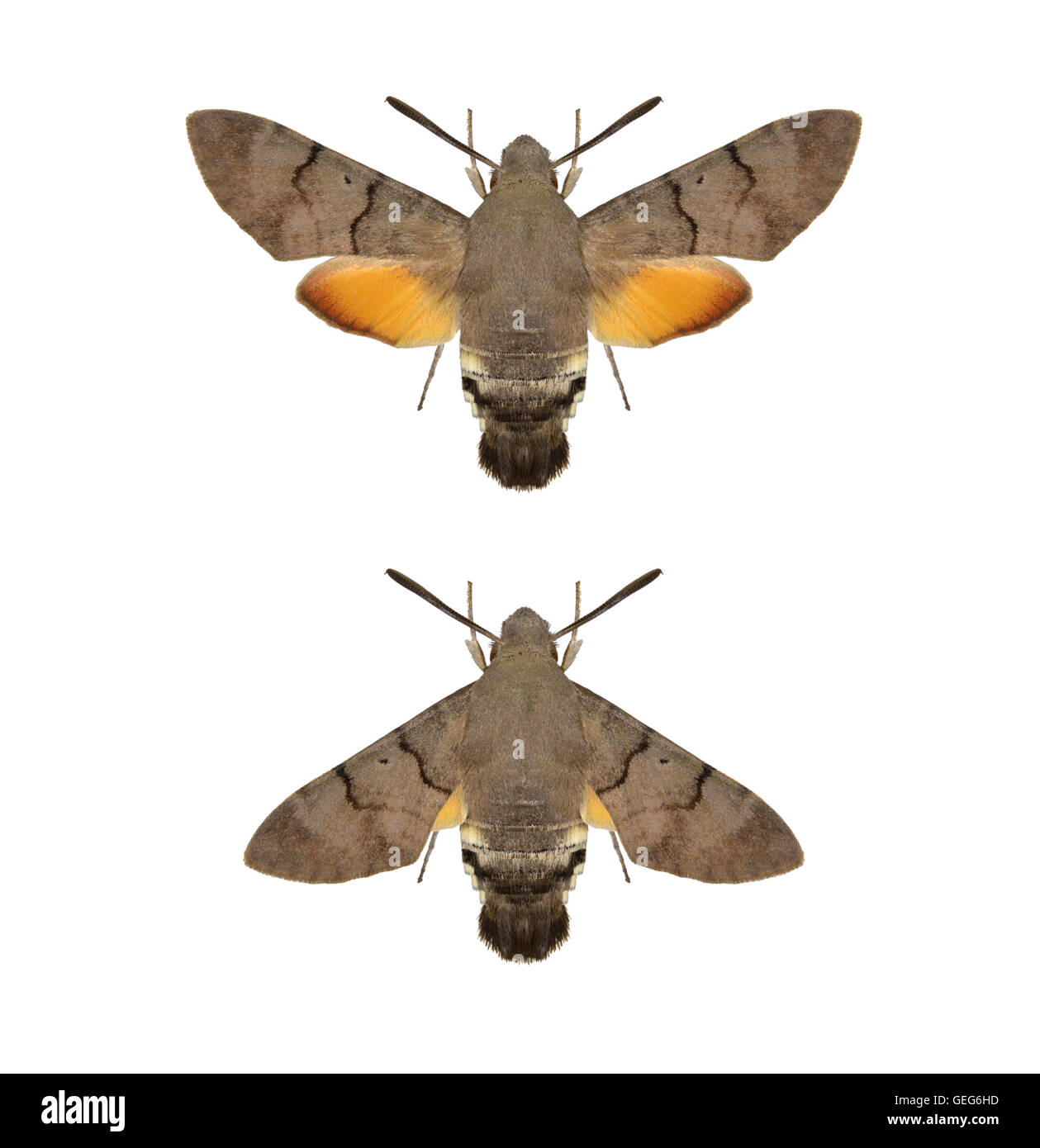 Hummingbird Hawk-moth - Macroglossum stellatarum - 69.010 (1984) Stock Photo
