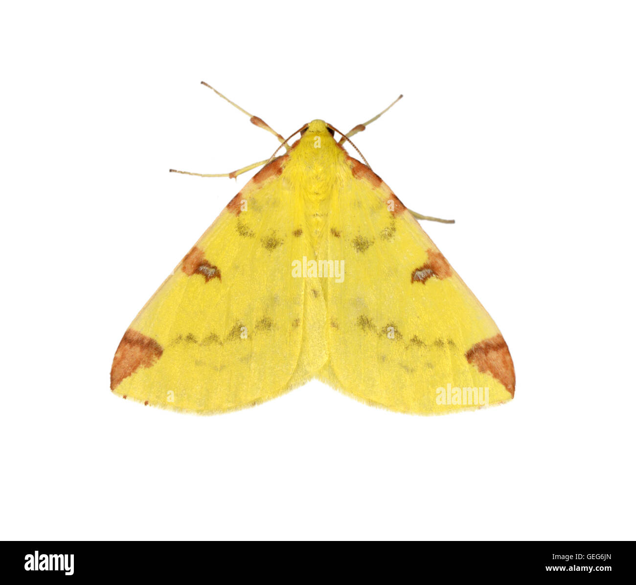 Brimstone Moth - Opisthographis luteolata - 70.226 (1906) Stock Photo