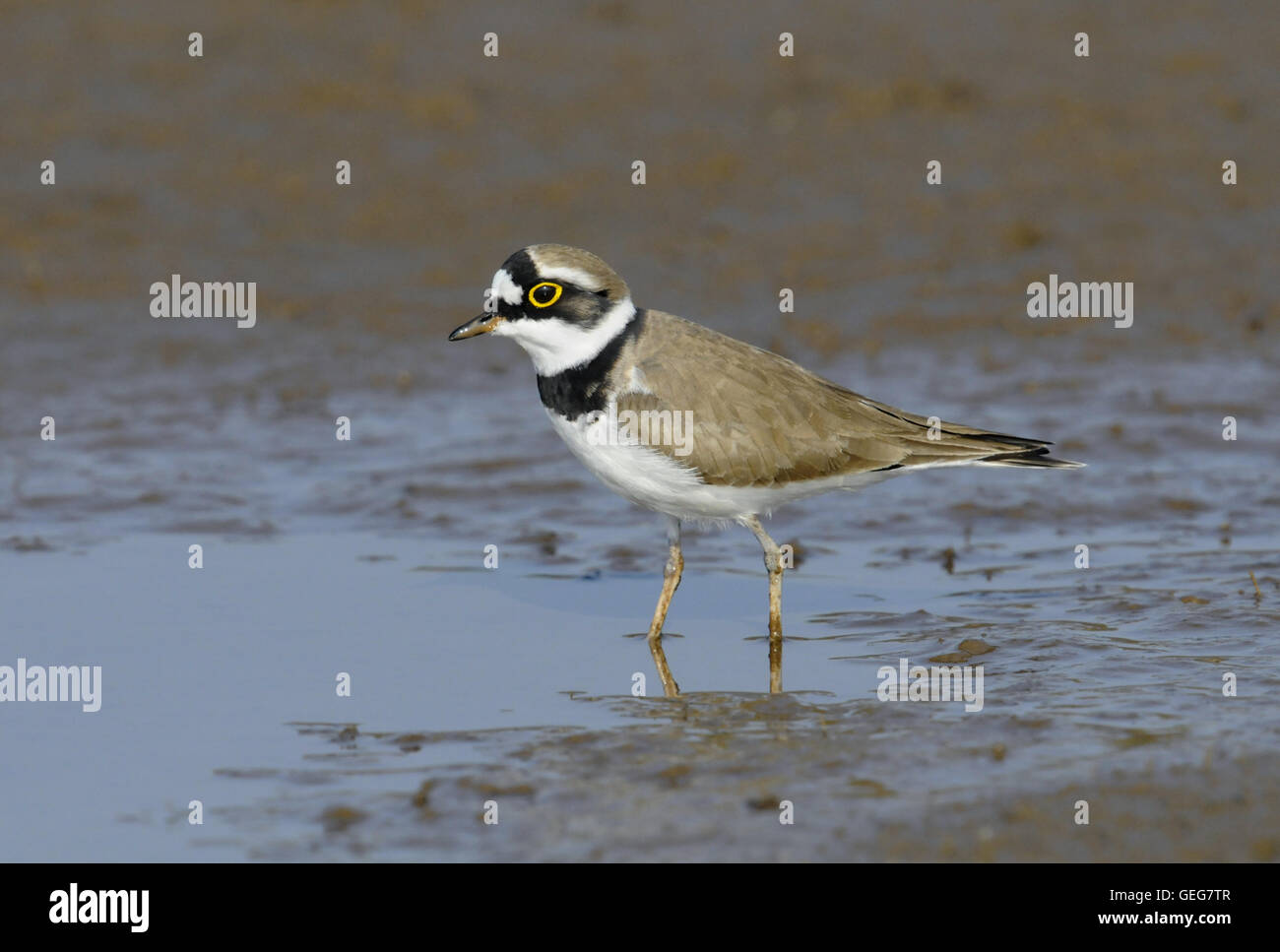 Little Ringed Plover - Charadrius dubius Stock Photo