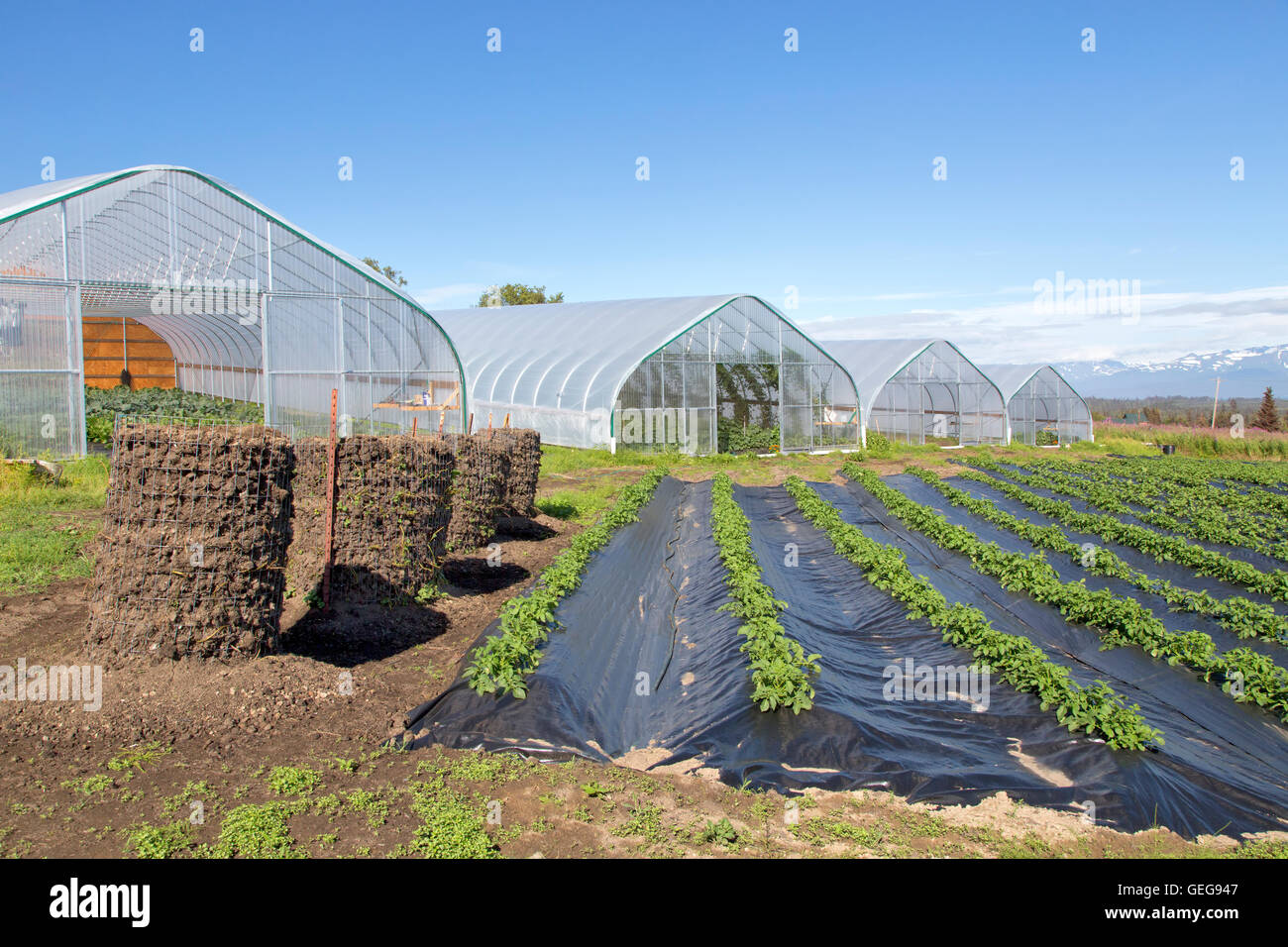 Growing potatoes hires stock photography and images Alamy