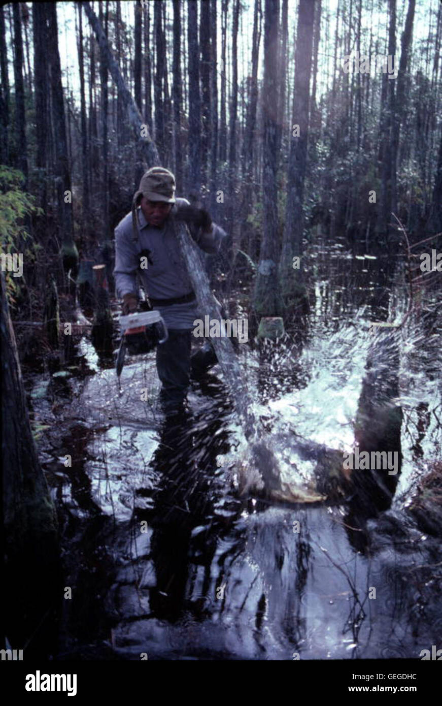 Rudd cutting cypress tree furniture hires stock photography and images