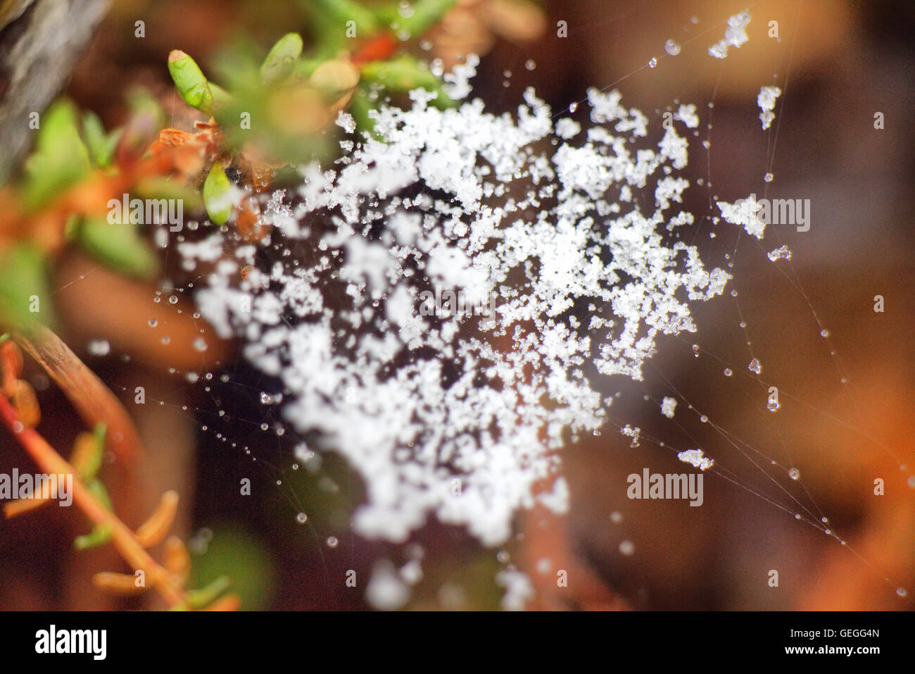 Spring. Snow fell on the twisted web of a spider. Closeup Stock Photo