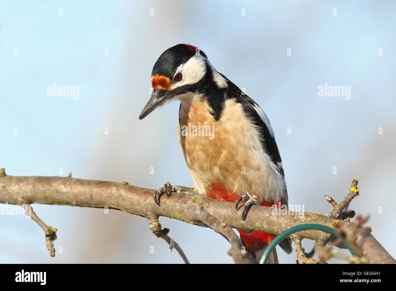 closeup of great spotted woodpecker perched on branch ( Dendrocopos major ) Stock Photo