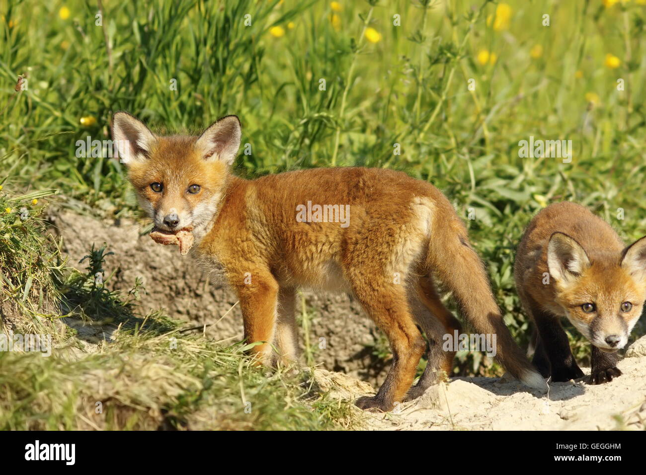 fox cub eating peace of meat ( Vulpes vulpes, wild animal ) Stock Photo