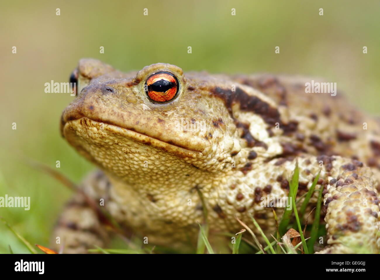 portrait of brown common toad ( Bufo bufo ), macro shot Stock Photo