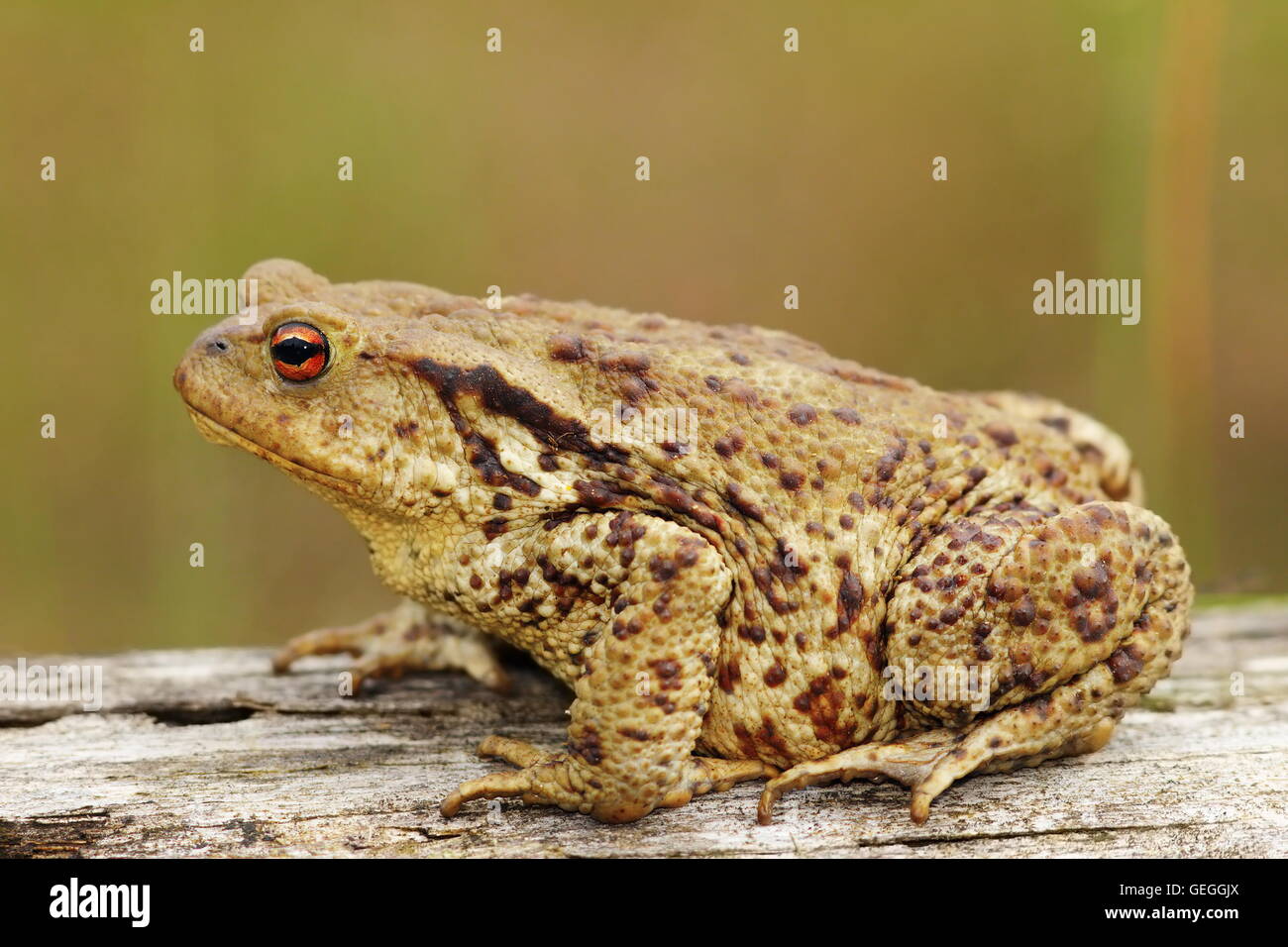 profile view of brown common toad ( Bufo bufo ) Stock Photo