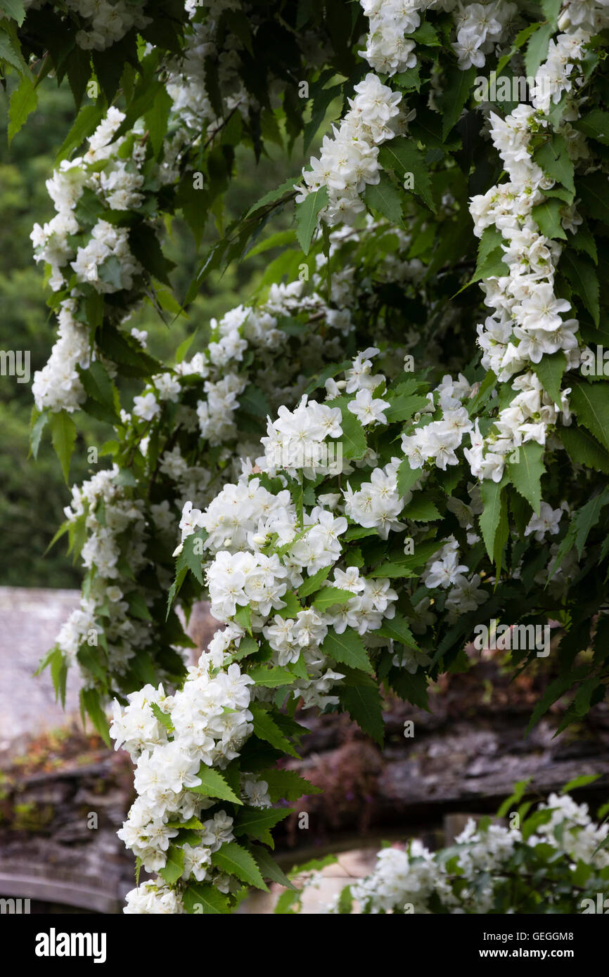 White July flowers of the New Zealand ribbon bark, Hoheria 'Ace of Spades' Stock Photo